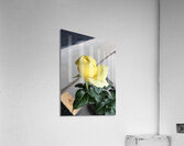 Yellow Rose Acrylic Print