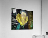 Yellow Rose Teal Acrylic Print
