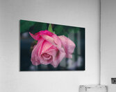Brighter Pink Acrylic Print