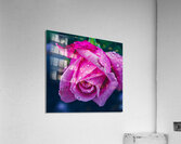 Hottest Pink Acrylic Print