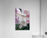 White Wedding Acrylic Print