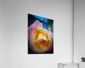 Pink Sunset 2 Acrylic Print