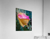Pink Seymore Acrylic Print