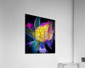 Blue Glow Acrylic Print