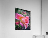 Pink Butterfly Acrylic Print