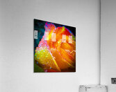 Peach Cobler Acrylic Print