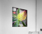 Lemon Drop Rose Acrylic Print