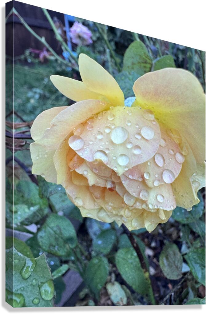 Morning Dew Canvas Print