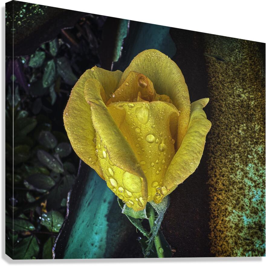 Yellow Rose Teal Canvas Print