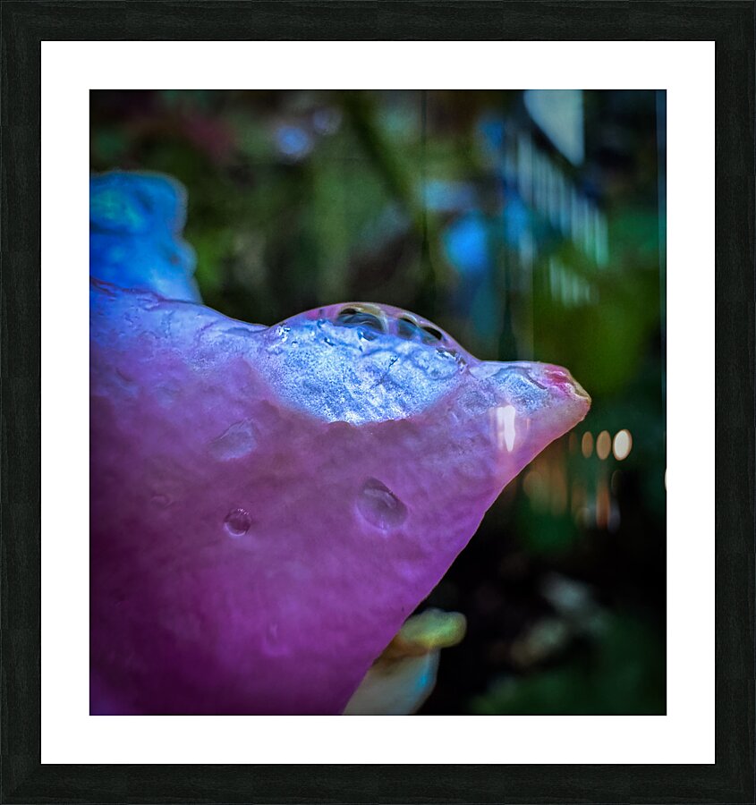 Pink Dewdrop Picture Frame print