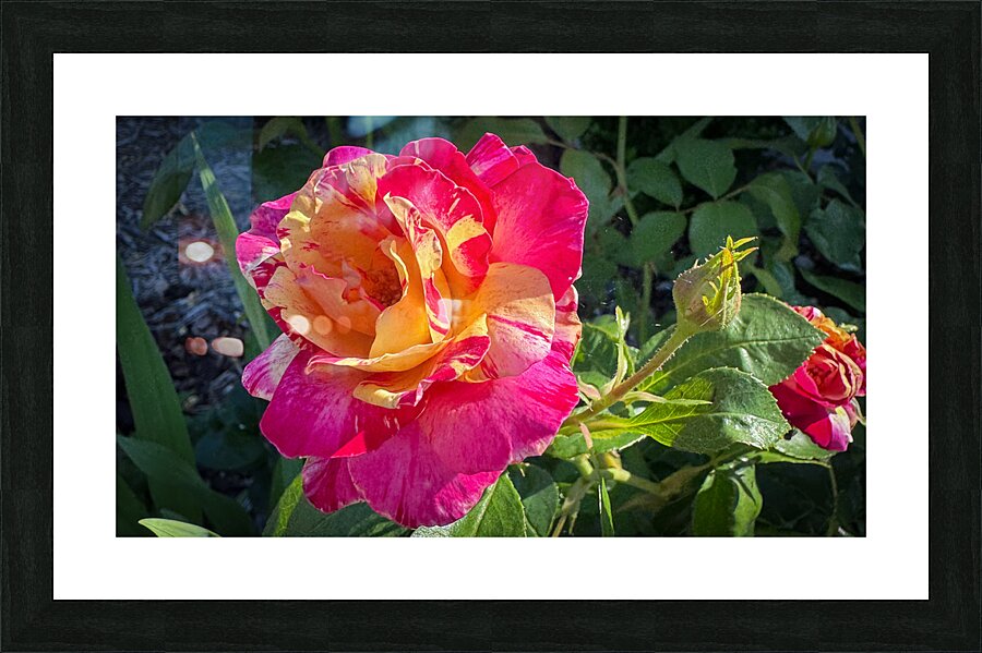 Pink Lemonade Picture Frame print