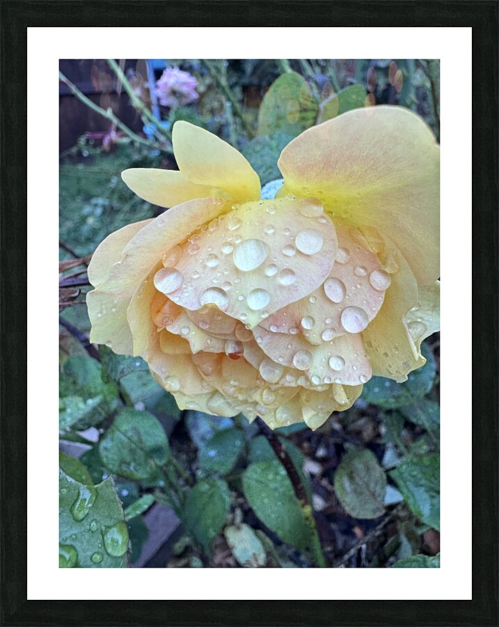 Morning Dew Picture Frame print