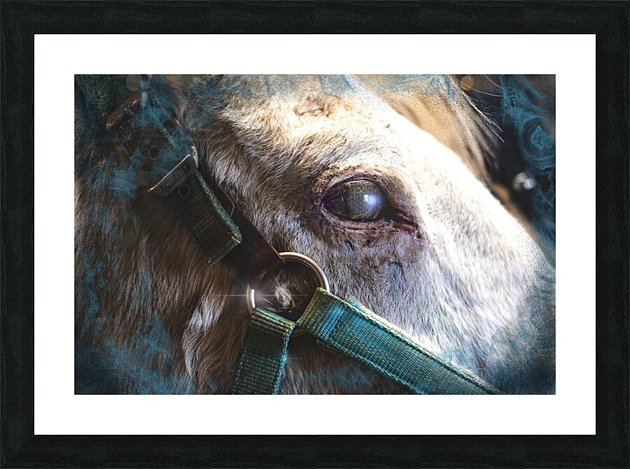 Horse Eye View Picture Frame print
