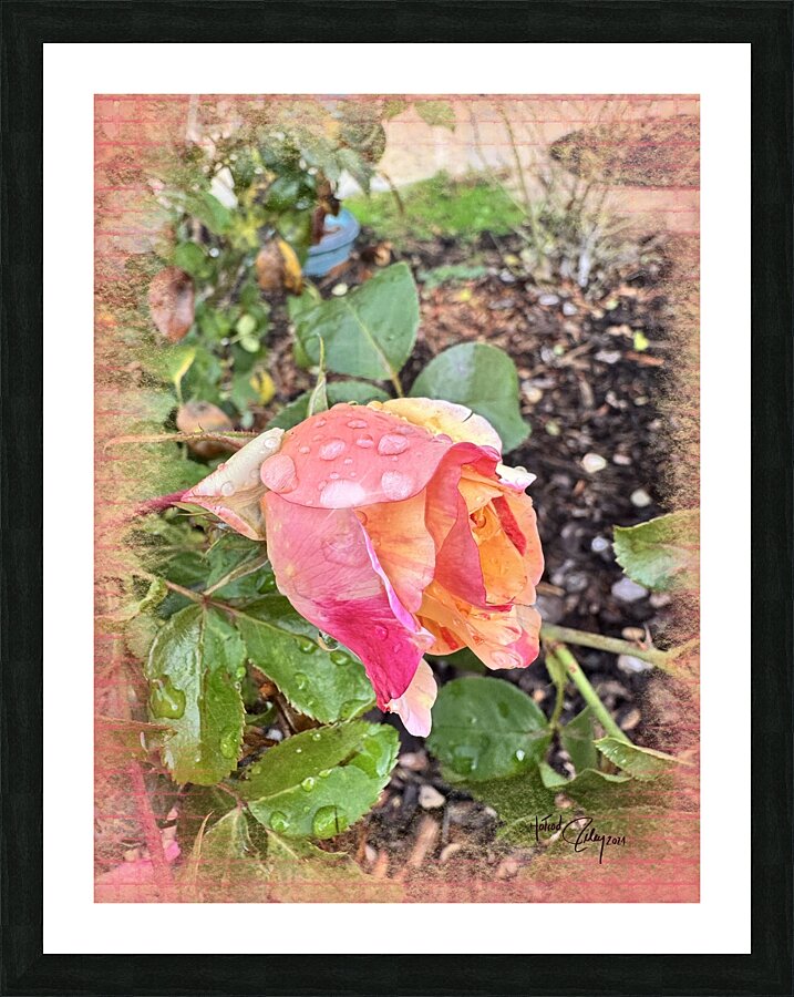 Garden Rain Picture Frame print