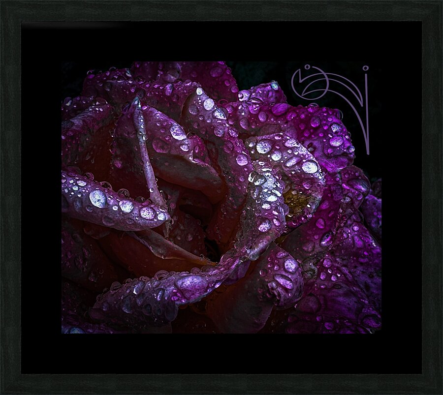 Purple Passion Picture Frame print