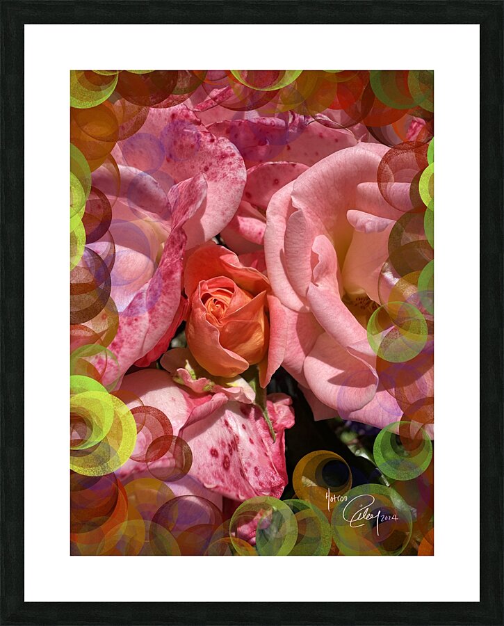 Guarded Rose Picture Frame print