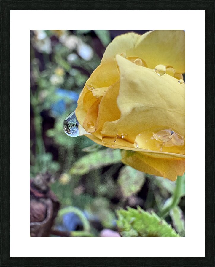 Crying Rose Picture Frame print