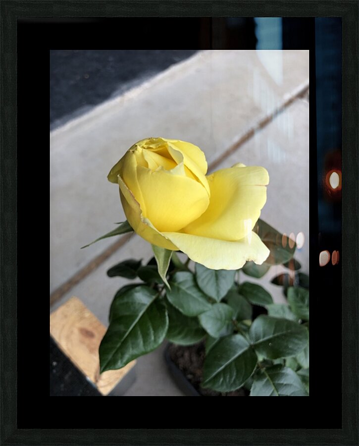 Yellow Rose Picture Frame print