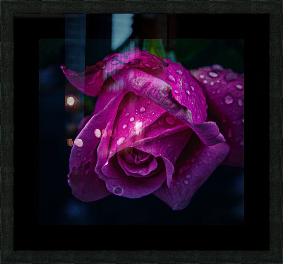 Midnight Rose Picture Frame print