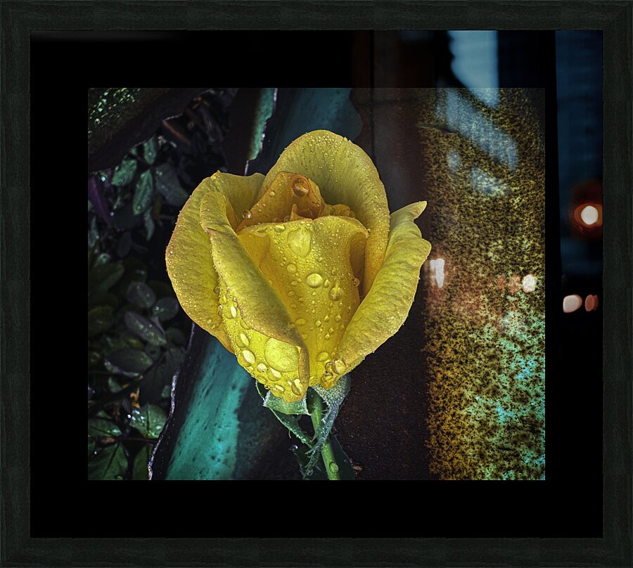 Yellow Rose Teal Picture Frame print