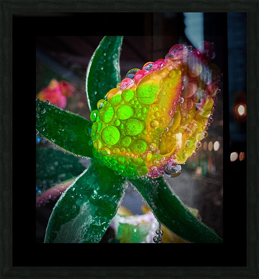 Green Lemondrop Picture Frame print