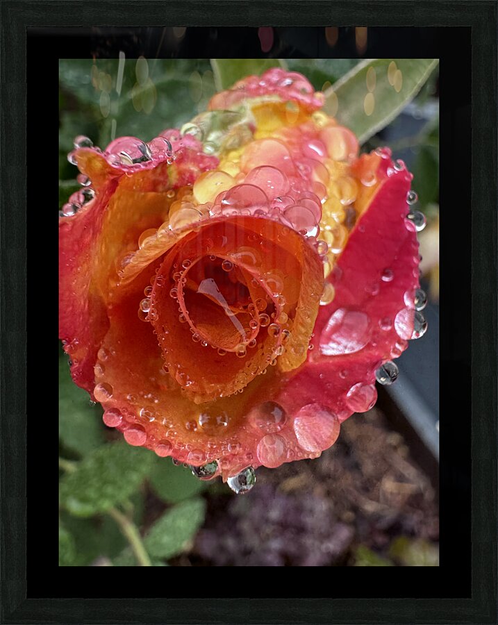 Yellow Cherry Rose Picture Frame print