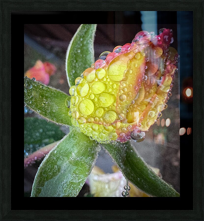 Lemon Drop Rose Picture Frame print