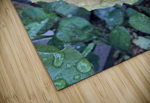 Morning Dew HotrodRiley puzzle