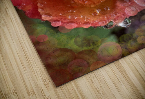 Frozen Rose HotrodRiley puzzle