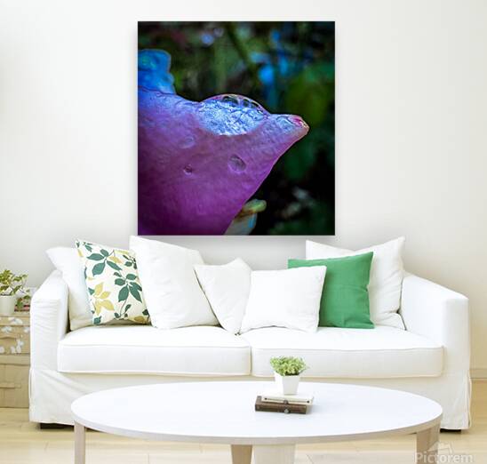 Pink Dewdrop Reproduction