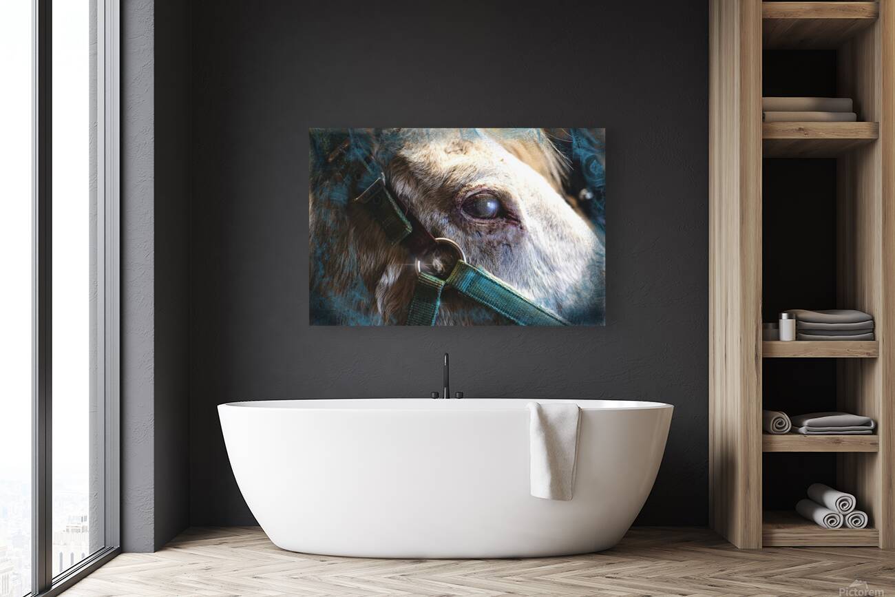Horse Eye View Reproduction