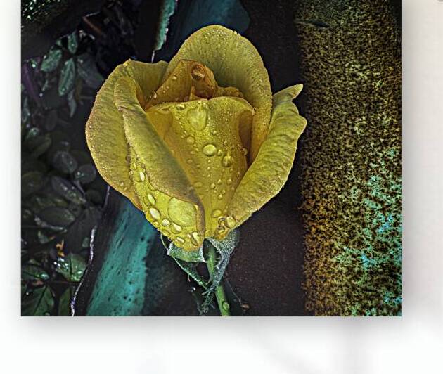 Yellow Rose Teal Reproduction