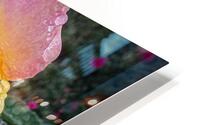 Pink Lemon HD Metal print