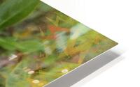 Orange Candycane HD Metal print