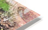 Garden Rain HD Metal print