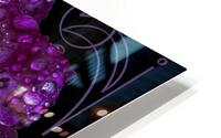 Purple Passion HD Metal print