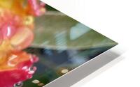 Yellow Cherry Rose HD Metal print