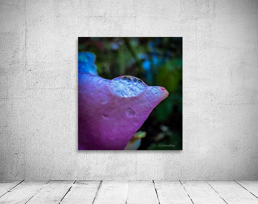Pink Dewdrop Wall Preview