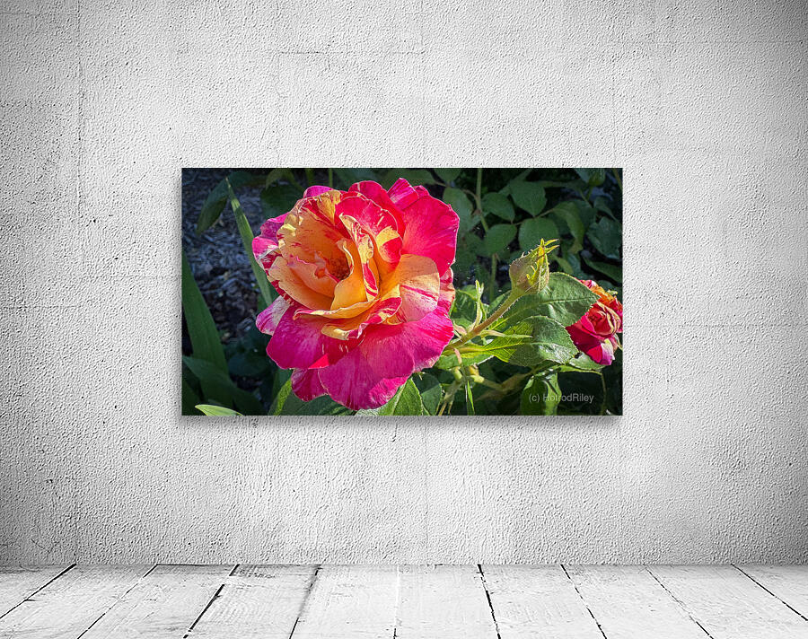 Pink Lemonade Wall Preview