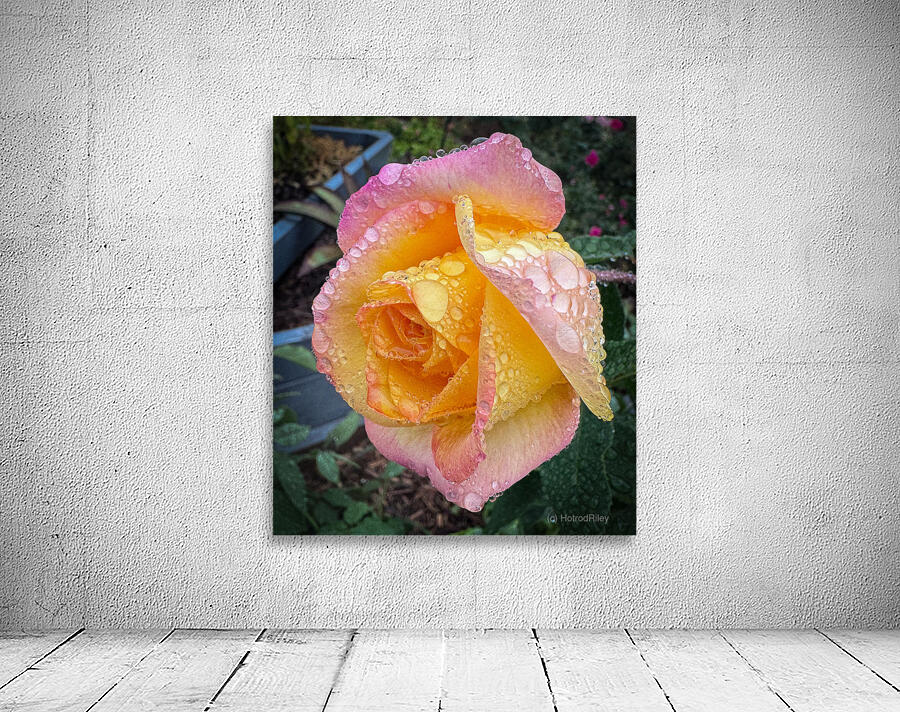 Pink Lemon Wall Preview