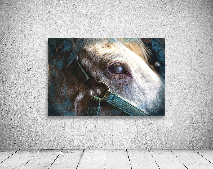 Horse Eye View Wall Preview