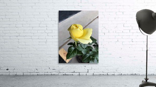 Yellow Rose Wall Preview