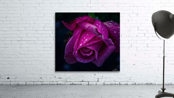 Midnight Rose Wall Preview