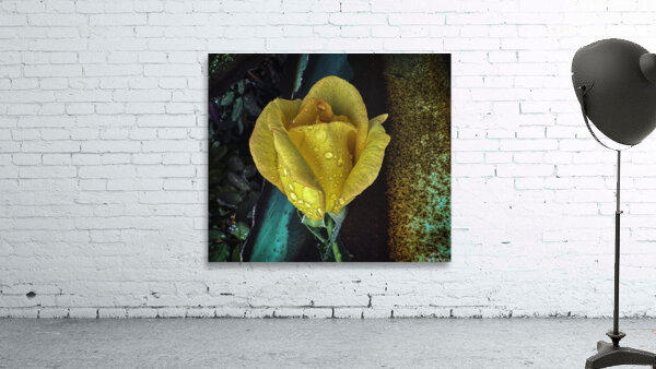 Yellow Rose Teal Wall Preview