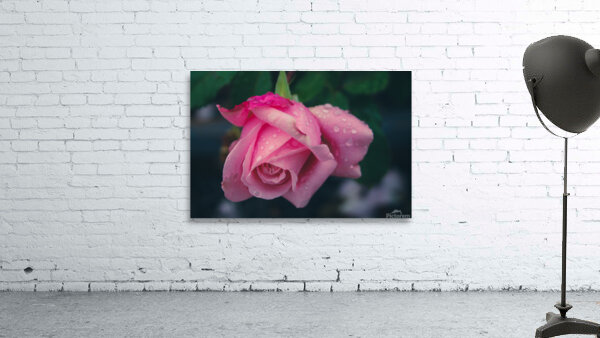 Brighter Pink Wall Preview