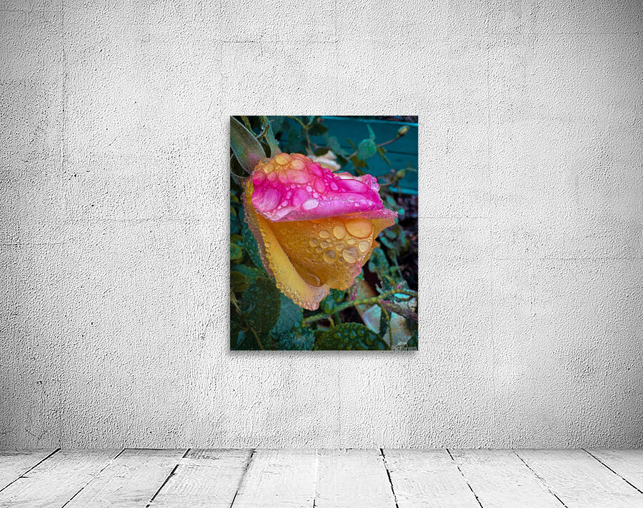 Pink Seymore Wall Preview