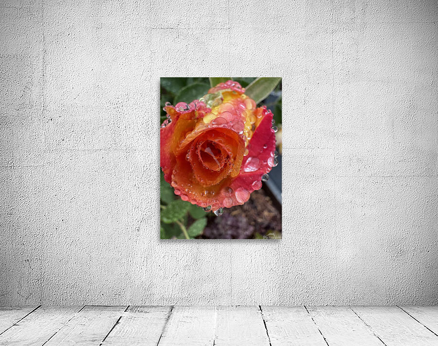 Yellow Cherry Rose Wall Preview