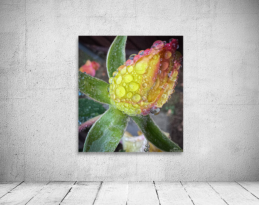 Lemon Drop Rose Wall Preview