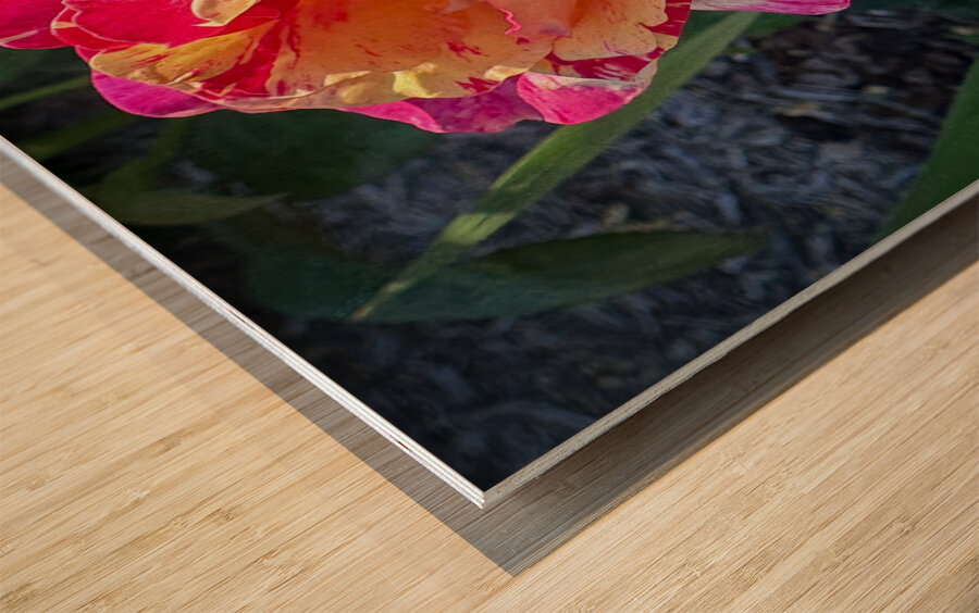 Pink Lemonade Wood print