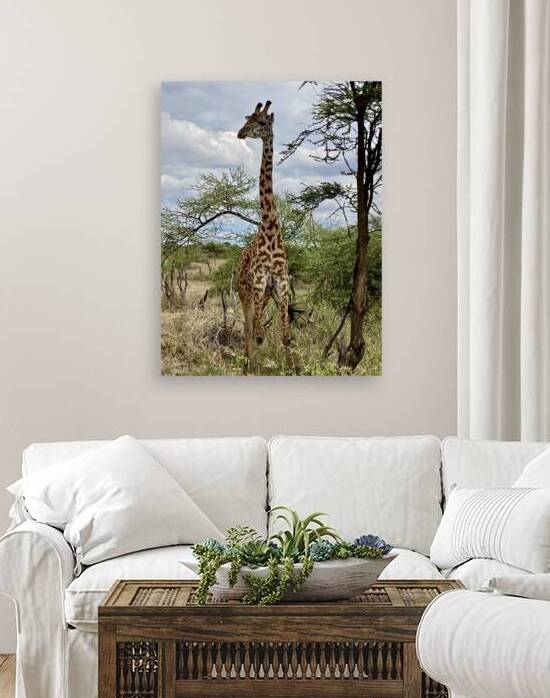 IMG 3776 by Africa
